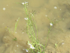 naravoslovni-dan_zasaditev-vodnih-rastlin_oc5a1-lesic48dno_maj-2021_ej-46